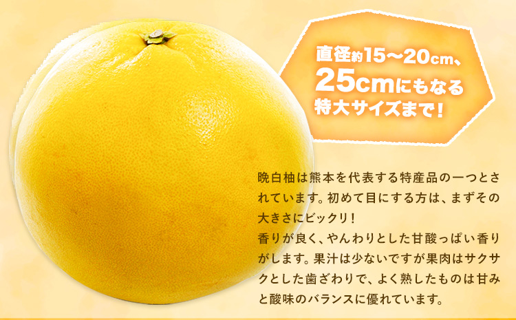山本果樹園の晩白柚 2玉（2Lサイズ） 山本果樹園《12月中旬-3月中旬頃出荷予定》果物 フルーツ ザボン 熊本 特産品st-p