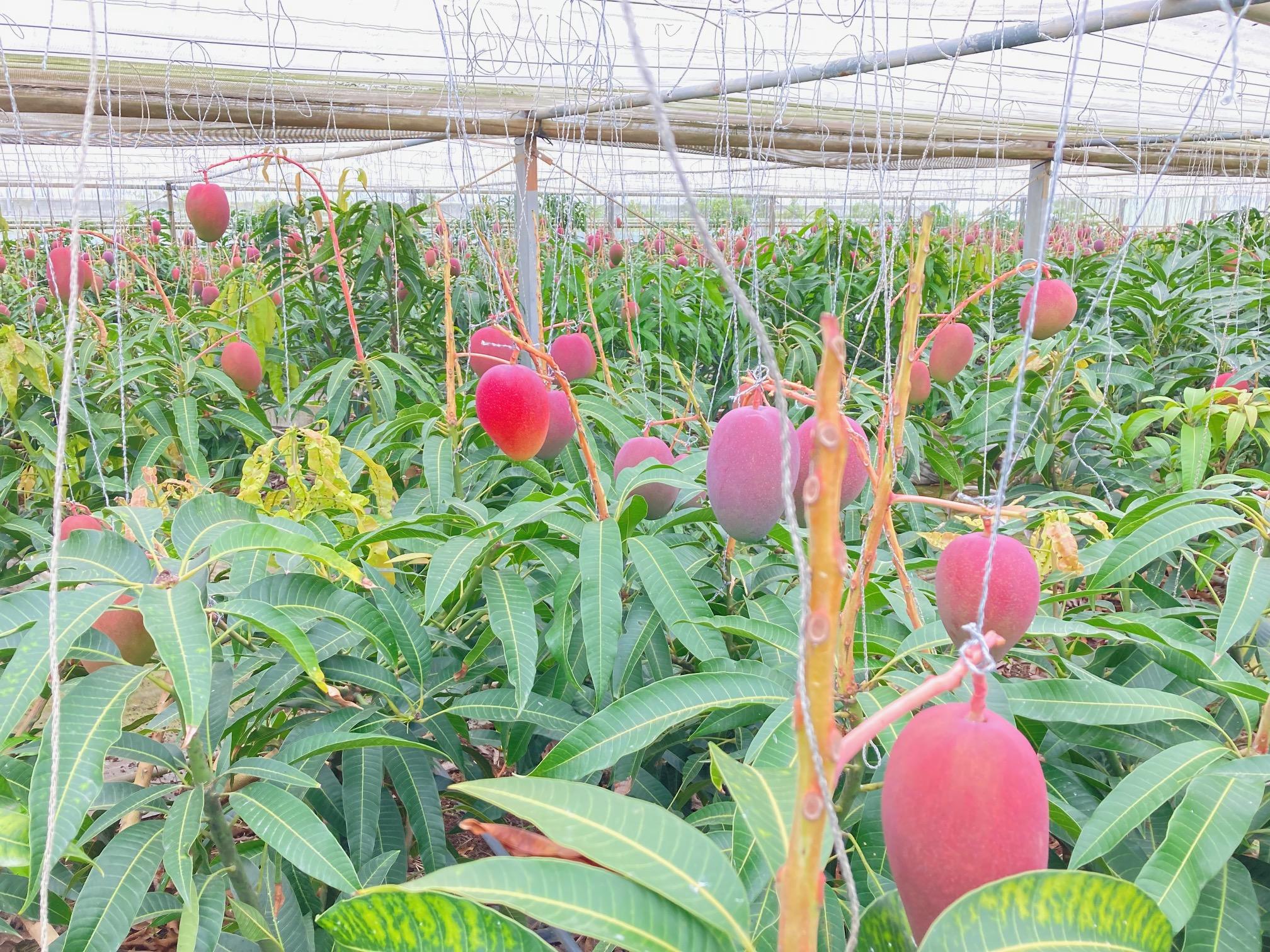 【家庭用】宮古島産マンゴー1kg ＜リトルグローブ＞（LT003）