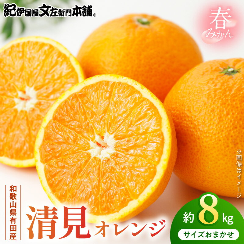 【ふるさと納税】【2027年先行予約】清見オレンジ 約 8kg 春みかん 果実サイズ おまかせ トロける 果肉 ジューシー 果汁 みかん 果物 果実 柑橘 フルーツ お取り寄せ 産地直送 紀伊国屋文左衛門本舗 日時指定不可 和歌山県 湯浅町 送料無料