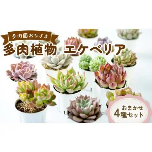 多肉園 おひさま エケベリア 4苗セット
