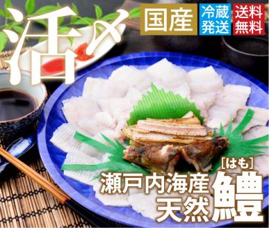 鱧骨切りしゃぶしゃぶ用（2人前）【予約受付中！令和6年7月頃より！天然物につき捕れ次第発送！】【A-4】