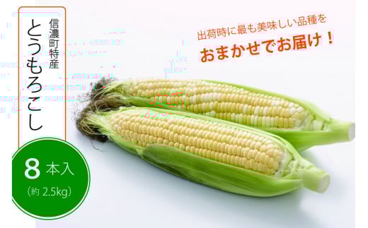 【季節限定】採れたて最旬の『信濃町特産とうもろこし（8本セット）』 　ピーターコーン、サニーショコラ、ゴールドラッシュ、味来、優味などから出荷時に最も美味しい品種を発送【長野県信濃町ふるさと納税】