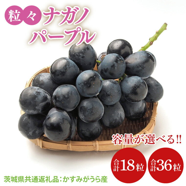 【ふるさと納税】【先行予約】【2025年8月より発送開始】粒々ぶどう 18粒 or 36粒 ナガノパープル（茨城県共通返礼品：かすみがうら市産）|葡萄 ぶどう ブドウ 果物 くだもの フルーツ ナガノパープル 数量限定 かすみがうら市産 共通返礼品 茨城県 大子町（CD164）