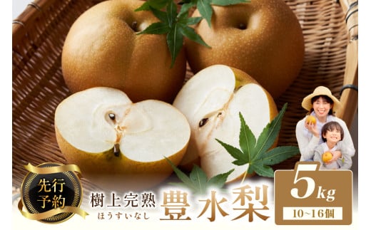【先行予約】樹上完熟 豊水梨 5kg（10～16個）（2026年8月下旬～発送） 農家直送 ナシ なし ホウスイ ほうすい 人気 フルーツ 果物　BF00010