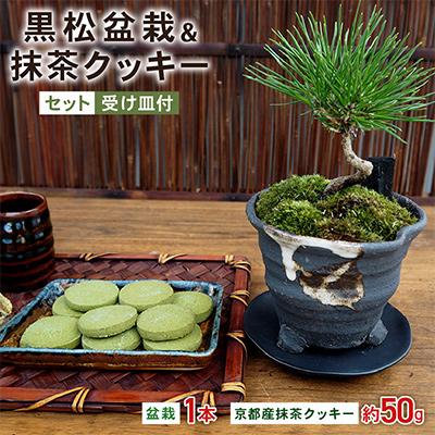 ふるさと納税 久御山町 黒松盆栽&amp;抹茶クッキーセット