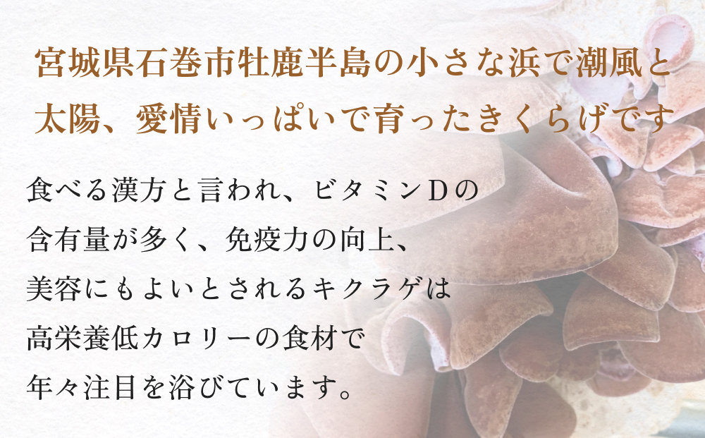 ＜ 期間限定 ＞漁師がつくる金華きくらげ 生と乾燥セット 合計約360g 生きくらげ 乾燥きくらげ キクラゲ 木耳 きのこ 乾燥 国産 食物繊維 野菜