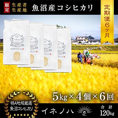 ふるさと納税 十日町市 【毎月定期便】魚沼産コシヒカリ「イネノハ」精米(5kg×4個)×6回【合計120kg】全6回
