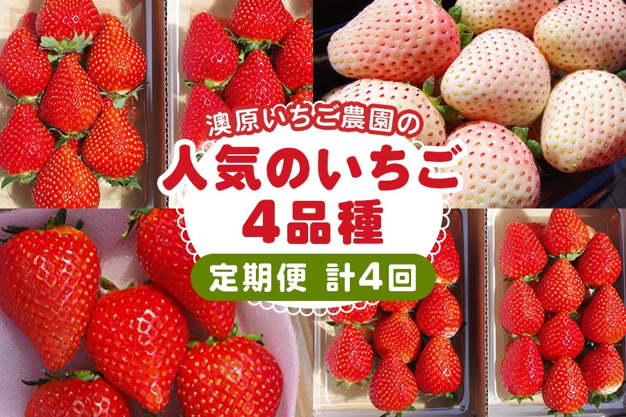 
            [先行予約] [4ヶ月連続定期便] 澳原いちご農園人気のいちご4品種お届け定期便 (毎月1品種お届け 計4回)｜とちあいか とちおとめ スカイベリー ミルキーベリー いちご イチゴ 苺 フルーツ 果物 産地直送 栃木県産 期間限定 数量限定 [0485]
          