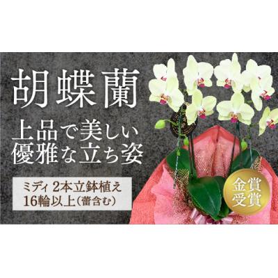 ふるさと納税 山口市 ☆金賞受賞☆超希少!イエロー胡蝶蘭’日の出’小 ミディサイズ(2本立) D426