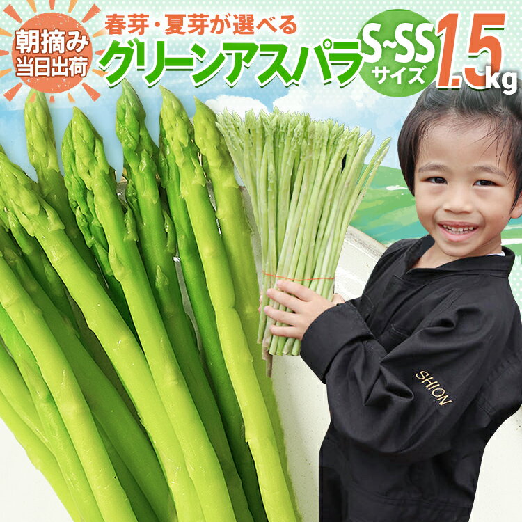 【ふるさと納税】予約 数量限定 アスパラ S〜SS サイズ 1.5kg 朝採り 直送 選べる 春芽 夏芽 グリーンアスパラガス 朝採れ BT09 BT13