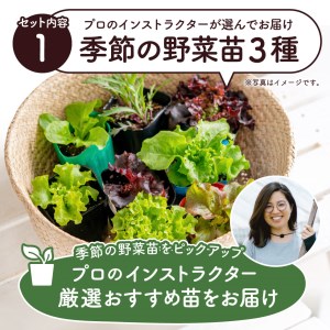 はじめての家庭菜園キット「サラダガーデン」（プランター色：ブラウン）011BK02N.／レタス 苗 サラダ野菜 苗 プランター ガーデニング 野菜 栽培 ベランダ菜園 野菜苗 培土 園芸