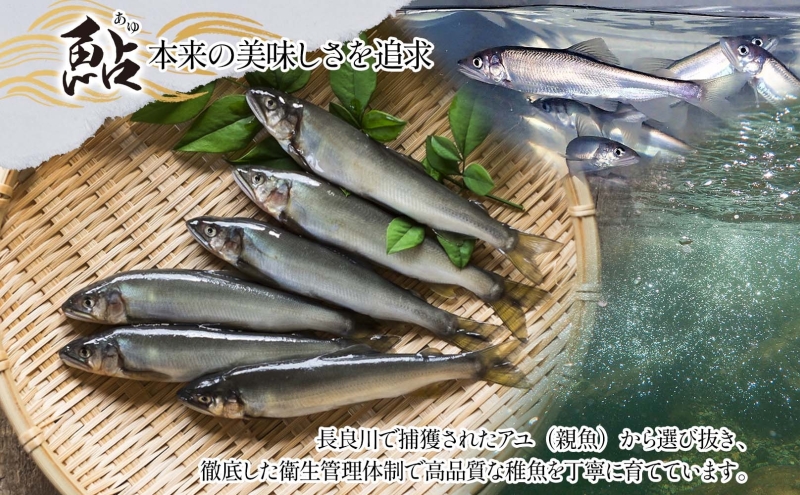清流長良川 鮎拉麺 2食入り×2 鮎 あゆ アユ ラーメン ぞうすい 雑炊 しまだ麺 麺 ご当地 グルメ お取り寄せ 和食 甘露煮 美濃ハツシモ 魚粉 旨味 魚 料理 簡単 一般財団法人岐阜県魚苗セン