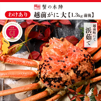 【わけあり】冬の日本海の味　浜茹で【越前がに　大　1.3kg前後】11月～翌3月順次発送【配送不可地域：離島・北海道・沖縄】【1590554】