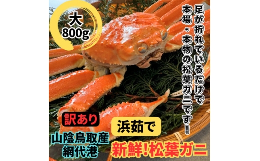 ＜さかなや新鮮組＞鳥取県産 訳あり 浜茹で松葉ガニ(大)800g以上 1枚 漁港直送【1759535】