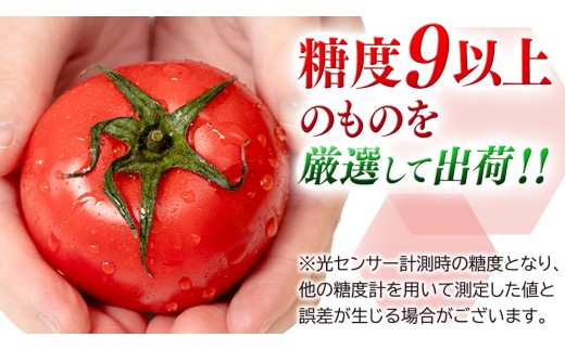 《 2027年 収穫分 》2～6月配送 スーパーフルーツトマト 中箱 約1.2kg × 1箱 (12～18玉/1箱) 糖度9度以上 先行予約 茨城県 桜川市 KEK 国産 トマト フルーツトマト ブラ