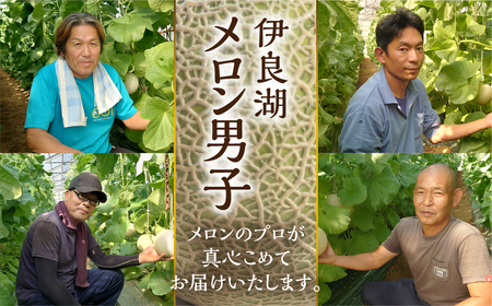 先行予約 伊良湖産 マスクメロン 5玉入り 20箱 計100玉 2024年7月以降順次発送