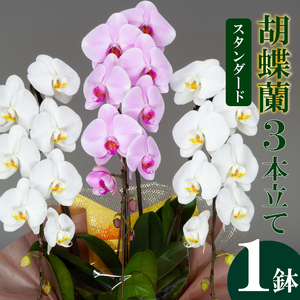 【 胡蝶蘭 】 胡蝶蘭3本 紅白