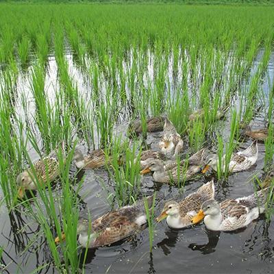 ふるさと納税 高山村 特別栽培米「ミルキークイーン」 白米5kg