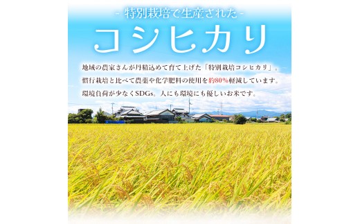 【令和8年度産】 米（コシヒカリ） 2合（300g) ×30 お米 精米 こしひかり 2合 特別栽培 真空包装 真空パック 使い切り SDGs 備蓄 こめ コメ お米 おこめ ライス ke-0065