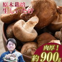 【ふるさと納税】肉厚! 原木しいたけちゃん 900g | 茨城県 つくば市 しいたけ 椎茸 原木 きのこ 肉厚 香り 野菜 国産 大容量 農薬不使用 化学肥料不使用 最高品質 農園 人気 おすすめ 428776