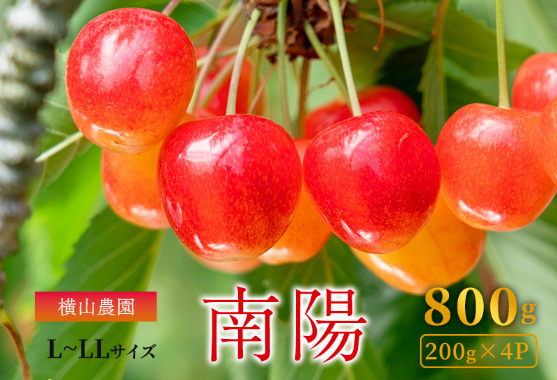 
先行予約 横山農園 さくらんぼ【 南陽 】800g（200g×4）
