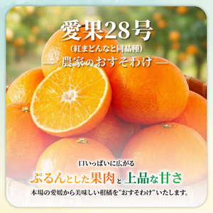 【12月上旬から発送】 愛果28号 ギフトボックス 約1kg ご贈答 A品 秀品（ 愛媛みかん 愛媛ミカン みかん ミカン mikan 蜜柑 フルーツ 果物 くだもの お取り寄せ 産地直送 数量限定 