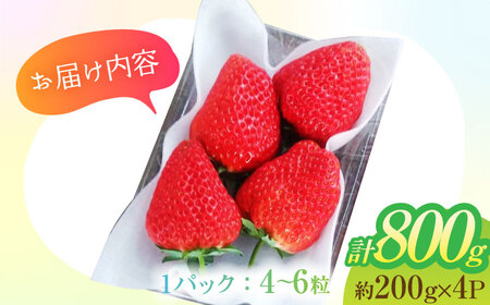 朝摘み 愛知県産 大粒 完熟紅ほっぺ 約200g×4パック いちご 紅ほっぺ 完熟 愛西市/くぼ苺農園[AECJ002]