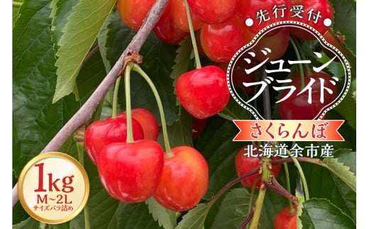 【2026年産 先行予約】＜北海道余市産＞さくらんぼ「ジューンブライド」（M～2Lサイズバラ詰め）500ｇ×2パック