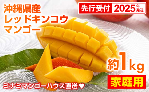 【先行受付】【2025年発送・家庭用】ミナミマンゴーハウスの赤金煌(レッドキンコウ）マンゴー約1kg - 先行予約 沖縄県産 産地直送 南国フルーツ 旬の味覚 ご自宅用 オススメ 沖縄県 八重瀬町
