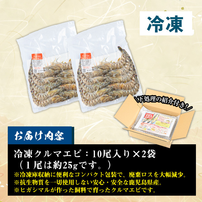 冷凍クルマエビ 計500g(25g×10尾×2袋) 国産 九州産 鹿児島 特産品 特産 車海老 くるまえび 活き車えび 車えび 海鮮 魚介 鍋 お鍋 塩焼き 串焼き バーベキュー BBQ エビフライ 