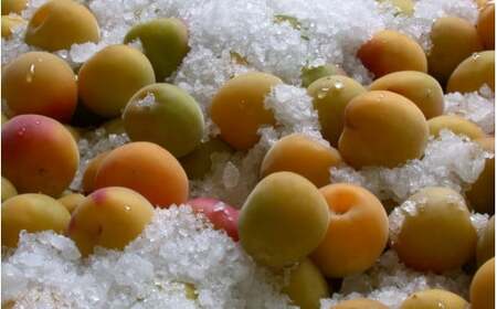 昔ながらのしょっぱい白干し梅 （塩分22％）３Ｌサイズ500g　 / 田辺市 紀州南高梅 南高梅 梅干し 梅干 梅 うめ 肉厚 お米 おにぎり 焼酎 梅酒 健康 白干し梅 塩分22％ ご飯のお供【kn