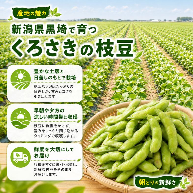 くろさきの枝豆 1kg【9月末～10月配送】 新潟県黒埼産 朝ど