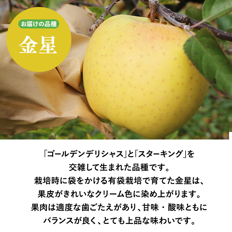 １２月～２月発送　【訳あり】家庭用金星(有袋)3ｋｇ　【そと川りんご園・１１月・１２月・１月・２月・青森県産・平川市・りんご・金星(有袋)・3ｋｇ・訳あり・家庭用】