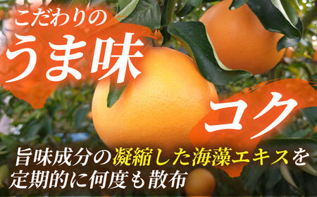 【2026年2月下旬から発送】せとか みかん 約2.5kg 果物 化粧箱入り フルーツ ギフト【小春農園】[ZBN002]