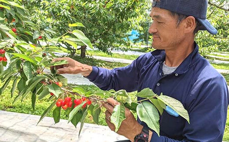 さくらんぼ 佐藤錦 紅秀峰 紅てまりのどれか1品種 1kg Lサイズ 贈答用 ＜有我果樹園＞  F7X-0229