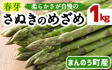 ＜先行予約！2025年2月下旬以降順次発送予定＞春芽！太物アスパラガス「さぬきのめざめ」(約1kg)  まんのう町 特産品 香川県 生もの 国産 野菜 アスパラガス アスパラ 産地直送 新鮮 冷蔵便 【man116・man117】【Aglio nero】