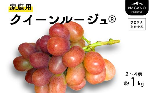 TK20-26A 【先行予約】ぶどう クイーンルージュ® 家庭用 約1kg以上 ／2026年9月下旬～10月頃 配送予定 // 稀少 新品種 長野県 南信州 松川町産 高糖度 葡萄 クインルージュ 甘い 種なし 皮ごと 訳あり お試し