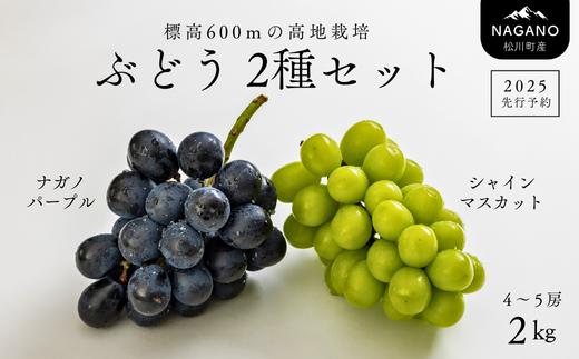 TK16-25A 【先行予約】 ぶどう2種セット（ナガノパープル・シャインマスカット）約2kg 4～5房／9月中旬頃～配送予定 //長野県 南信州 種なし 葡萄 セット ナガノパープル シャイン マスカット 高品質 贈答 ギフト お取り寄せ 