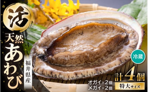 【期間限定】天然！活アワビ 特大 オガイ・メガイ 各2個 計4個 セット 入手困難 鮮度抜群  刺身 お造り バター焼き あわび 鮑 [m21-o002]
