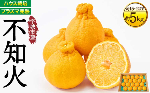 先行予約  宇城市産 ハウス栽培 プラズマ完熟熊本大見柑 (不知火) 約5kg（15～22玉）【2027年3月上旬から2027年4月中旬発送予定】 しらぬい みかん 蜜柑 柑橘 国産 九州 【株式会社la Nui.】