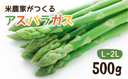 《先行予約》令和7年産【6月下旬より発送】米農家がつくる！水にこだわった朝採れアスパラガス L~2L 500g [Q1411x_25]