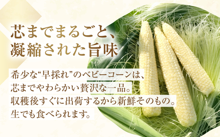 ＜先行予約＞プレミアムベビーコーン1.8kg以上　20本~25本 M～Lサイズ 