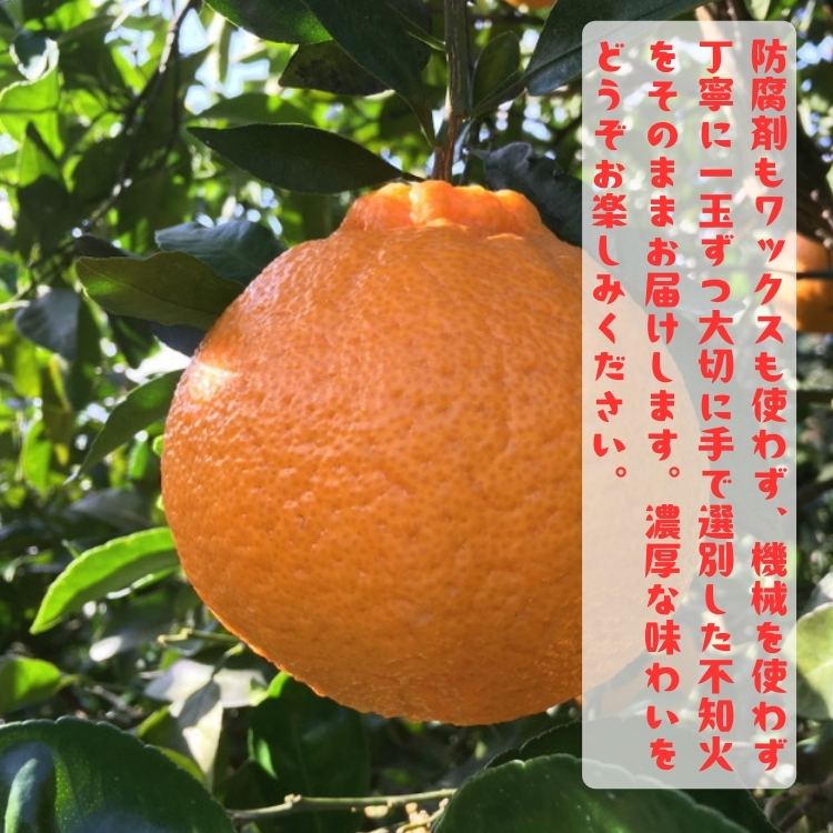 有田育ちの濃厚 不知火( デコポンと同品種)( 訳あり 家庭用 ) 10kg+200g(傷み補償分)_イメージ3