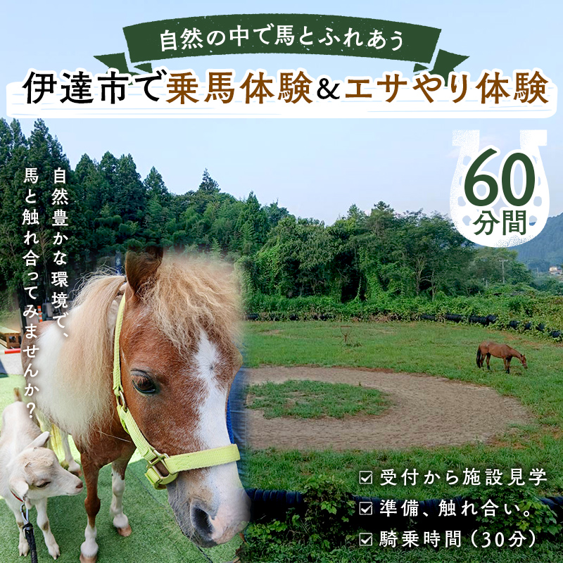 自然の中で馬とふれあう 伊達市で乗馬体験＆エサやり体験【60分】 馬 うま 乗馬 初心者 自然 体験 F21C-245
