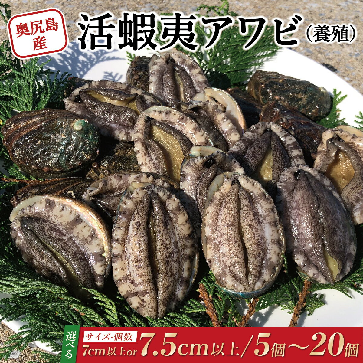 【ふるさと納税】奥尻島産 活蝦夷アワビ （養殖）【選べるサイズ】 70mm以上・75mm以上 【選べる個数】5個・10個・20個 | 鮑 あわび アワビ 蝦夷あわび 蝦夷アワビ 蝦夷鮑 活 エゾアワビ 北海道 奥尻町 送料無料