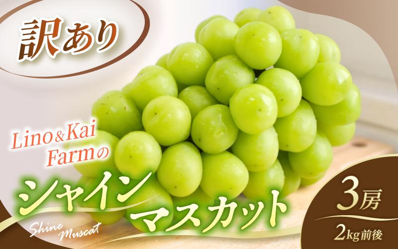 【2026年先行予約】 【訳あり】 Lino＆Kai Farmのシャインマスカット 3房前後(2kg前後）化粧箱入 ぶどう 岡山 真庭市 シャインマスカット 訳あり品 果物 産地直送 数量限定 種なし 【linokai013-01】
