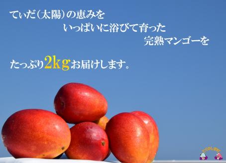《今が旬》【家庭用】徳之島センチュリー果樹園さんの完熟マンゴー2kg