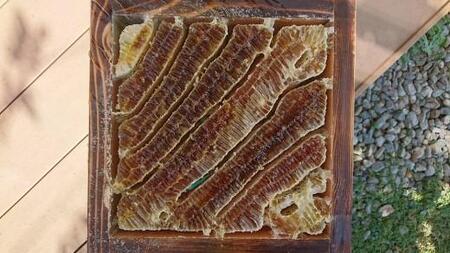 日本蜜蜂のハチミツ100％！はちみつ（逆さ容器300g1本）  高級 自然食品 無添加 ニホンミツバチ