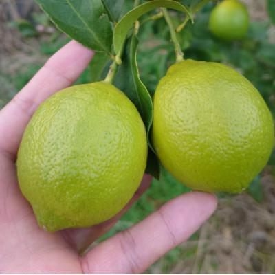 ふるさと納税 宇城市 《2026年10月より順次発送》宇城市産　ユーレカレモン　約2キロ