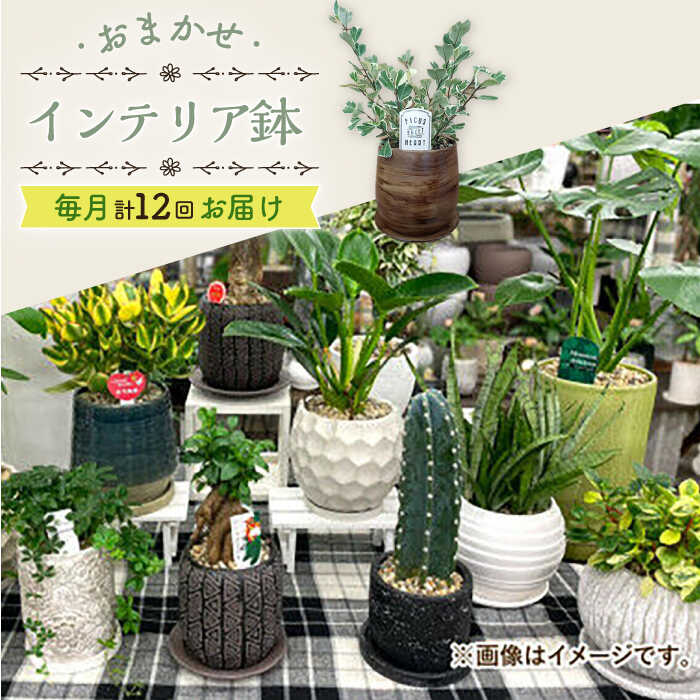 【ふるさと納税】【年12回定期便 】おまかせ そのまま飾れる インテリアグリーン 植物 観葉植物 インテリア 大村市 アトリウム琴花園[ACZZ010]